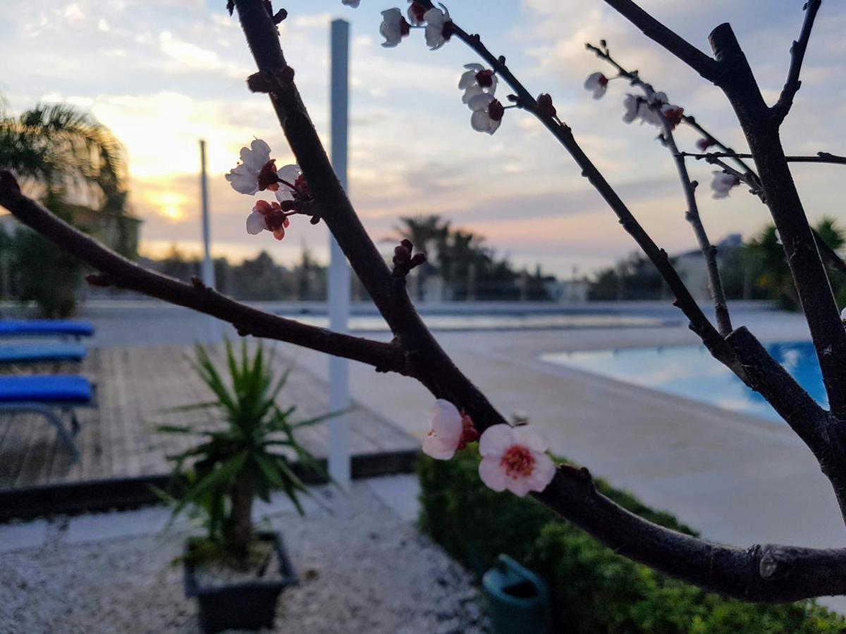 Villa Verdi: Luxury Villa With Private Pool Pegeia Exterior foto